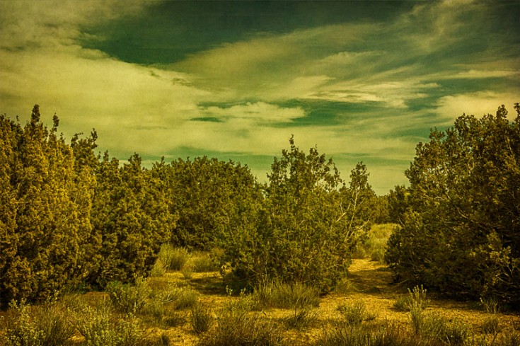 antelope valley arthur b ripley juniper trees clouds art