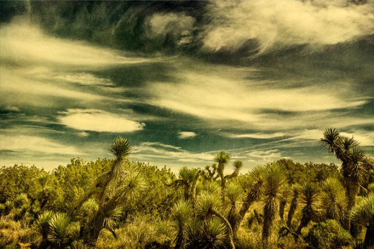 antelope valley arthur b ripley juniper trees clouds fine art